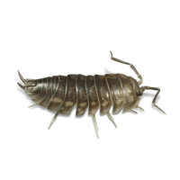 Teardrop (Curly) Isopods - Cylisticus Convexus - Canada