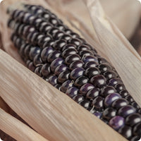 Dakota Black Corn