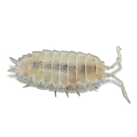 White Scaber Isopods - Porcellio scaber "White Out" - Canada