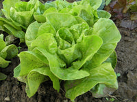 This is Lactuca sativa 'Dragoon'. The common name for this is Dragoon Baby Lettuce  - Mini Bright Green Romaine. Whimsy and Wonder Seeds sells the freshest of heirloom seeds, vegetable seeds and rare garden seeds. Check this Dragoon Baby Lettuce  - Mini Bright Green Romaine (Lactuca sativa 'Dragoon') out along with all of our Heirloom vegetables and rare garden plant seeds hereat Whimsy and Wonder Seeds. We ship these garden seeds from Canada to anywhere in the World.
