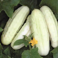 Meet Cucumis sativus'.The common name for this is Miniature White Cucumber. Stargazer Exotics is proud to offer the freshest of rare plant seeds. Check this Miniature White Cucumber (Cucumis sativus) out along with all of our other Heirloom Vegetable and Rare Finds Trees plant seeds here at Stargazer Exotics. We ship these Heirloom Vegetable and Rare Finds seeds from Canada to anywhere in the World.
