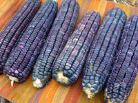 This is Zea mays. The common name for this is Ohio Blue Clarage Dent Corn. Whimsy and Wonder Seeds sells the freshest of heirloom seeds, vegetable seeds and rare garden seeds. Check this Ohio Blue Clarage Dent Corn (Zea mays) out along with all of our Heirloom vegetables and rare garden plant seeds here at Whimsy and Wonder Seeds. We ship these garden seeds from Canada to anywhere in the World.