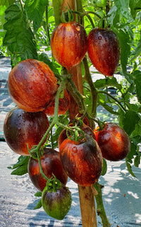 
Meet Solanum lycopersicum.The common name for this is Gargamel Tomato. Stargazer Exotics is proud to offer the freshest of rare plant seeds. Check this Gargamel Tomato (Solanum lycopersicum) out along with all of our other Heirloom Vegetable and Rare Finds Trees plant seeds here at Stargazer Exotics. We ship these Heirloom Vegetable and Rare Finds seeds from Canada to anywhere in the World.