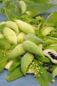 Stuffing Cucumber / Slipper Gourd