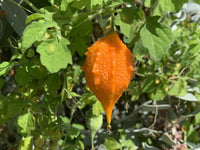 This is Momordica charantia. The common name for this is Balsam Pear- Bitter Melon. Whimsy and Wonder Seeds sells the freshest of heirloom seeds, vegetable seeds and rare garden seeds. Check this Balsam Pear- Bitter Melon (Momordica charantia) out along with all of our Heirloom vegetables and rare garden plant seeds hereat Whimsy and Wonder Seeds. We ship these garden seeds from Canada to anywhere in the World.
