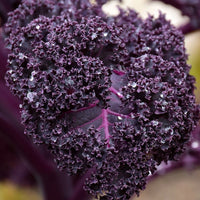 This is Brassica oleracea var. sabellica. The common name for this is Scarlet Kale. Whimsy and Wonder Seeds sells the freshest of heirloom seeds, vegetable seeds and rare garden seeds. Other common names for Heirloom Vegetable and Rare Finds are:Scarlet Kale, Red Plume Kale. Check this Scarlet Kale (Brassica oleracea var. sabellica) out along with all of our Heirloom vegetables and rare garden plant seeds hereat Whimsy and Wonder Seeds. We ship these garden seeds from Canada to anywhere in the World.