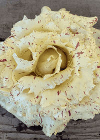 Castelfranco Chicory