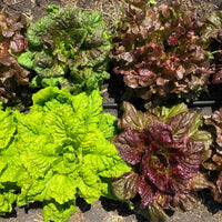 This is Lactuca sativa. The common name for this is Spectral Chromatic Mini Lettuces Mix. Whimsy and Wonder Seeds sells the freshest of heirloom seeds, vegetable seeds and rare garden seeds. Check this Spectral Chromatic Mini Lettuces Mix (Lactuca sativa) out along with all of our Heirloom vegetables and rare garden plant seeds hereat Whimsy and Wonder Seeds. We ship these garden seeds from Canada to anywhere in the World.