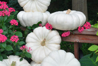 This is Cucurbita maxima. The common name for this is Flat Stacker White Pumpkin. Whimsy and Wonder Seeds sells the freshest of heirloom seeds, vegetable seeds and rare garden seeds. Check this Flat Stacker White Pumpkin (Cucurbita maxima) out along with all of our Heirloom vegetables and rare garden plant seeds hereat Whimsy and Wonder Seeds. We ship these garden seeds from Canada to anywhere in the World.
