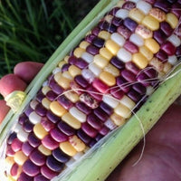 Meet Zea mays.The common name for this is Festivity Sweet Corn. Stargazer Exotics is proud to offer the freshest of rare plant seeds. Check this Festivity Sweet Corn (Zea mays) out along with all of our other Heirloom Vegetable and Rare Finds Trees plant seeds here at Stargazer Exotics. We ship these Heirloom Vegetable and Rare Finds seeds from Canada to anywhere in the World.