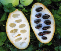 Common Pawpaw / American Paw Paw