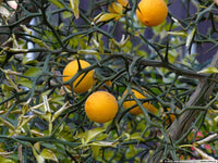 Meet Poncirus trifoliata. The common name for this is Flying Dragon Bitter Orange. Stargazer Exotics is proud to offer the freshest of rare plant seeds. Other Common names for this rare Rare and Exotic Fruits are:   Wild Flying Dragon, Twisted Bitter Orange.  Check this Flying Dragon Bitter Orange (Poncirus trifoliata) out along with all of our other Rare and Exotic Fruits plant seeds here at Stargazer Exotics. We ship these Rare and Exotic Fruits seeds from Canada to anywhere in the World.