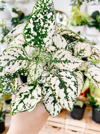 Polka Dot Plant - White