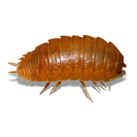 Smooth Orange Isopods - Porcellio laevis "Smooth Orange" - Canada