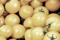 White Cherry Tomato